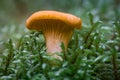 Closeup of a chanterelle fungus in green moss Royalty Free Stock Photo