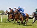 Closeup of a chaotic scene with jockeys riding arabian race horses side by side