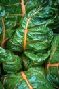 chard leaves in a greenhouse