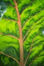 chard leaves in a greenhouse