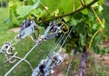 Closeup of Chardonnay Grape Vine wire tensioners