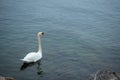 Closeup of charm and elegant white goose floating on Geneva lake for background Royalty Free Stock Photo