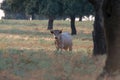 Closeup of a Charolais cattle surrounded by trees in Spanish Dehesa Salamanca Spain