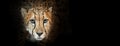 Closeup Cheetah on Black Web Banner