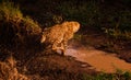 Closeup of a cheetah jumping in water in a meadow in Masai Mara national reserve, Kenya, Africa