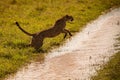 Closeup of a cheetah jumping in water in a meadow in Masai Mara national reserve, Kenya, Africa