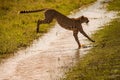 Closeup of a cheetah jumping in water in a meadow in Masai Mara national reserve, Kenya, Africa