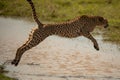 Closeup of a cheetah jumping in water in a meadow in Masai Mara national reserve, Kenya, Africa