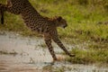 Closeup of a cheetah jumping in water in a meadow in Masai Mara national reserve, Kenya, Africa