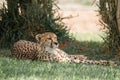 Closeup of a cheetah lying on the grass, looking bored