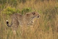 Closeup of a Cheetah in the mid of tall grasses Royalty Free Stock Photo