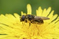 Closeup on a Cheilosia canicularis hoverfly loaded with yellow pollen on a flower