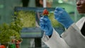 Closeup chemist scientist injecting nature strawberry with chemical pesticides