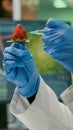 Closeup chemist scientist injecting nature strawberry with chemical pesticides