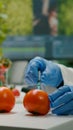 Closeup of chemist scientist injecting organic tomato with pesticides