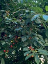 Closeup of cherries ripening on the tree with selective focus on foreground Royalty Free Stock Photo