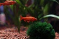 Closeup of a Cherry barb fish swimming in an aquarium Royalty Free Stock Photo