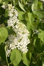 Closeup cherry blossom