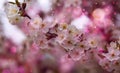 Closeup of cherry blossom flower on bokeh background Royalty Free Stock Photo