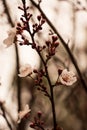 Closeup Cherry blossom