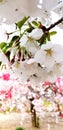 Closeup Cherry blossom japan withe background blur cherey blossom