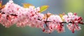 Closeup of a cherry blossom tree branch with pink flowers and green leaves Royalty Free Stock Photo