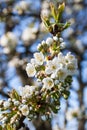 Closeup of cherry blossom