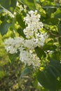 Closeup cherry blossom