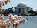 Closeup of cherry blossoms with Jefferson Memorial in the background. Washington, United States.