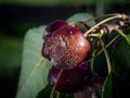 Closeup of cherry fruit rot _ Monilia Royalty Free Stock Photo