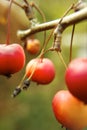 Closeup of cherry fruit tree Royalty Free Stock Photo