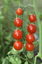 Closeup of cherry tomatoes ripe on the  vine. Fresh vegetables from the summer garden. Royalty Free Stock Photo