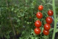 Closeup of cherry tomatoes ripe on the  vine. Fresh vegetables from the summer garden. Royalty Free Stock Photo