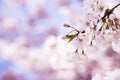 Closeup of cherry tree blossoms in the spring Royalty Free Stock Photo