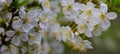 closeup cherry tree branch in blossom