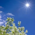 Closeup cherry tree branch in a blossom in light of sparkle sun