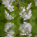 closeup cherry tree branch in blossom reflected in water