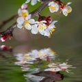 closeup cherry tree branch in blossom reflected in water