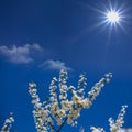 Closeup cherry tree branch in a blossom under a sparkle sun