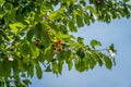 Closeup of a cherry tree on the path to the giant bench in Rogno Royalty Free Stock Photo