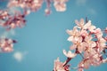 Closeup of cherry tree (prunus sargentii) blossoms in spring Royalty Free Stock Photo