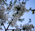 Closeup cherry wedding white flowers in springtime