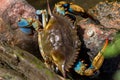 Closeup of a Chesapeake blue crab on the rocks. Royalty Free Stock Photo