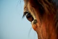 Closeup of chestnut horse eye Royalty Free Stock Photo
