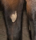 Closeup of chestnut on horse leg.