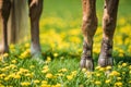 Horse Legs on Green Meadow