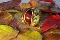 Closeup of chestnut with its spiny shell partially detached