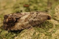 Closeup on the the chestnut tortrix, Cydia splendana sitting