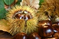 Closeup on chestnuts and curly with green chestnut tree leaves. Royalty Free Stock Photo