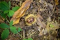 Closeup of Chestnuts inside the Hedgehog on the Ground Among Leaves in Autumn Royalty Free Stock Photo